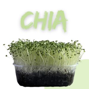 Chia Helmet