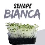 SENAPE BIANCA