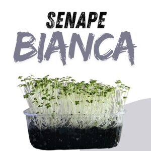 SENAPE BIANCA
