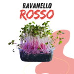 Ravanello Rosso
