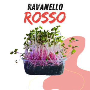 Ravanello Rosso