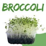 BROCCOLO