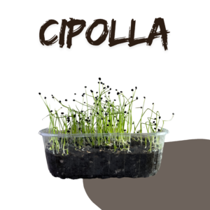 Cipolla Pinga