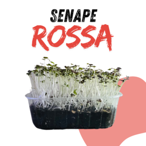 SENAPE ROSSA