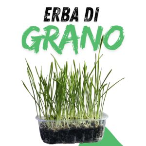 Erba di Grano