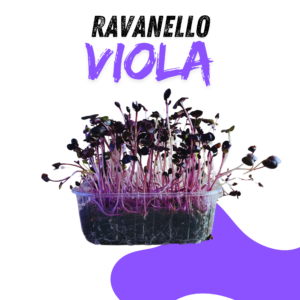 Ravanello Viola
