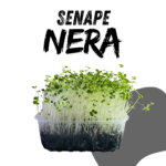 SENAPE NERA