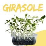 GIRASOLE