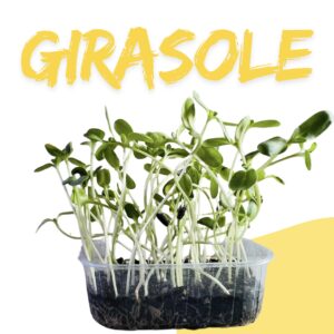 GIRASOLE