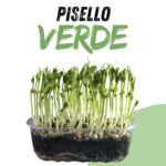 Pisello Verde
