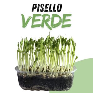 Pisello Verde