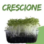 Crescione