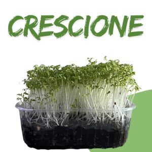 Crescione