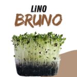 Lino Bruno