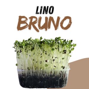 Lino Bruno