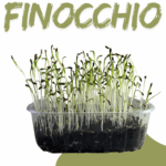 Finocchio