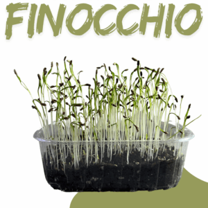Finocchio
